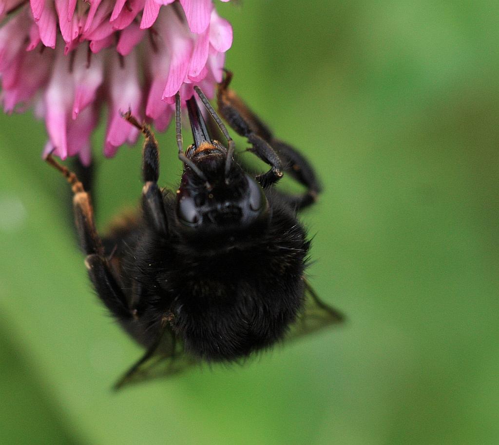 IMG_1359.JPG - Houhou.