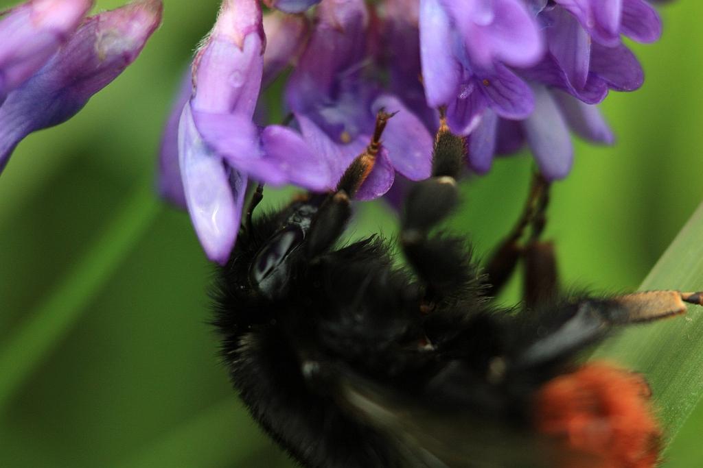 IMG_1373.JPG - Le King.