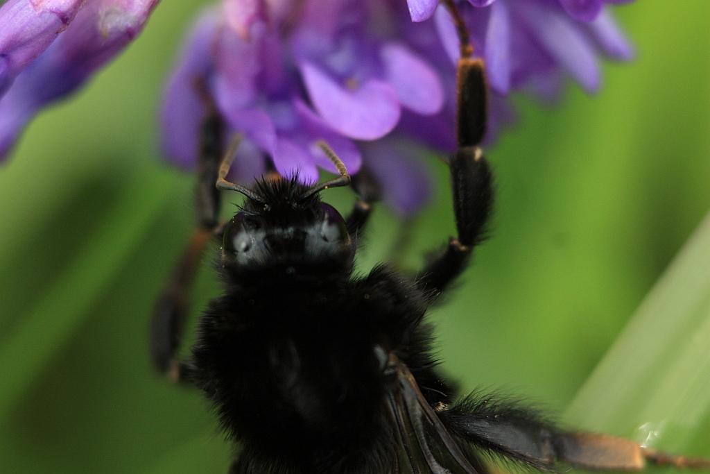 IMG_1375.JPG - T'as de beaux yeux, tu sais.
