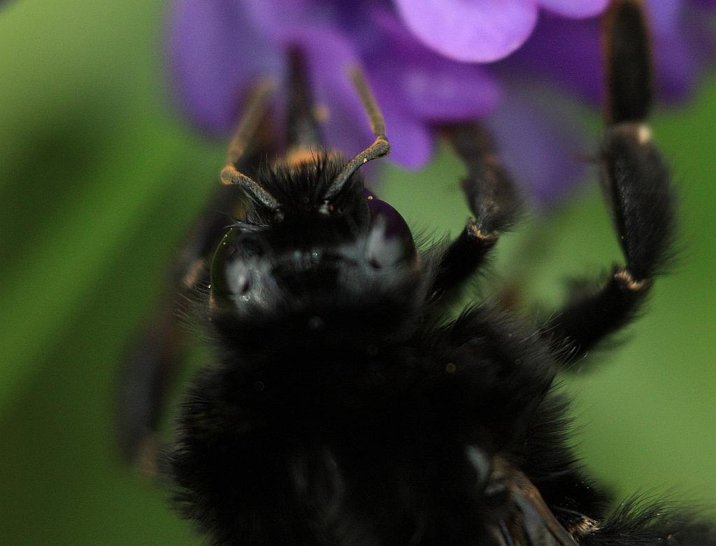 IMG_1376.JPG - Le regard revolver.