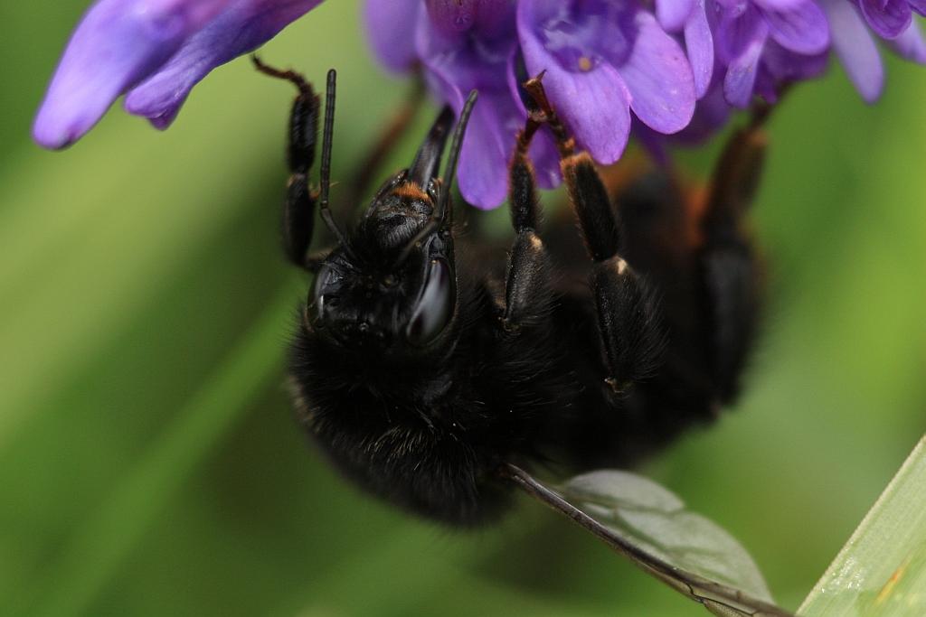 IMG_1377.JPG - Le bourdon femelle (c-à-d. la reine) et les ouvrières peuvent piquer si elle se sentent menacées. Par contre, le mâle ne possédant pas de dard ne peut pas piquer.Je savais que l'on était bon.