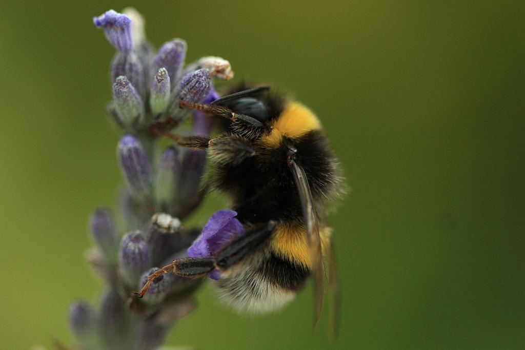 IMG_1987.JPG - Allez , je vous salue bin bas.