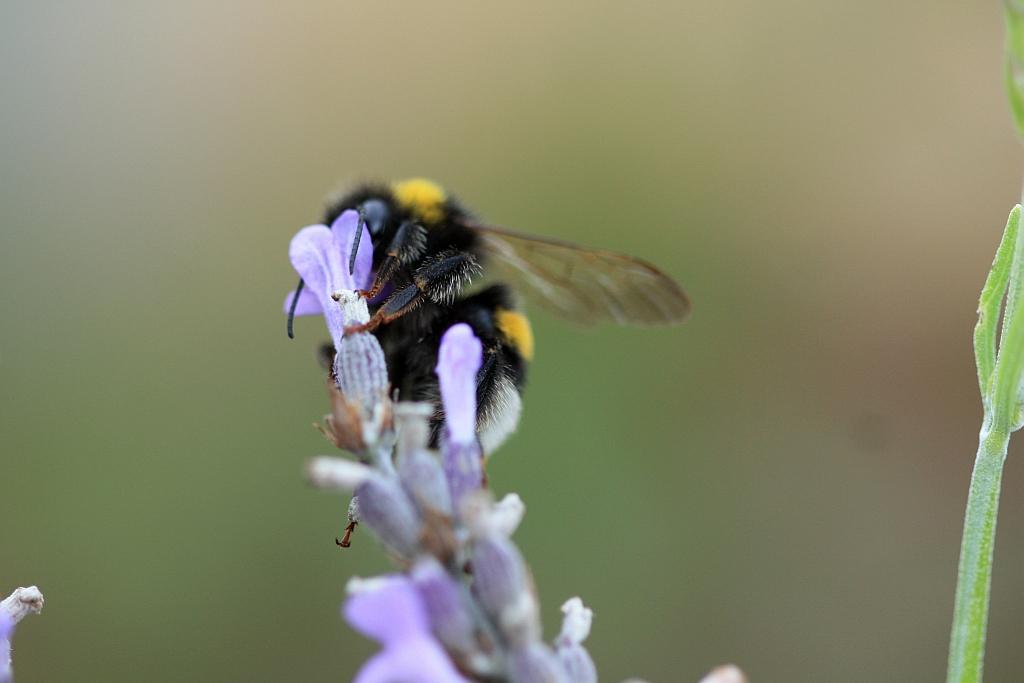 IMG_1991.JPG - Salutations amicales.