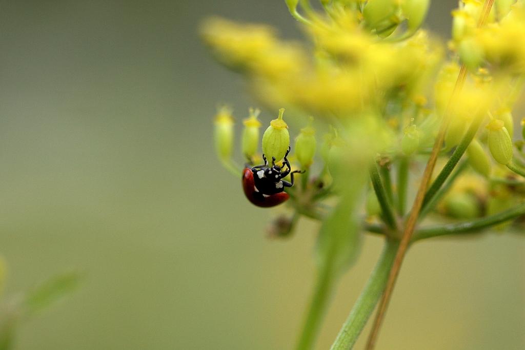 IMG_0599.JPG - Le macro de 100 mm ne laisse aucune chance à la pauvre bête.Pas d'ouverture possible, 2.8 ne permet pas à la misérable carapace de s"échapper.Alors , joyeuse , elle montre son meilleure minois.