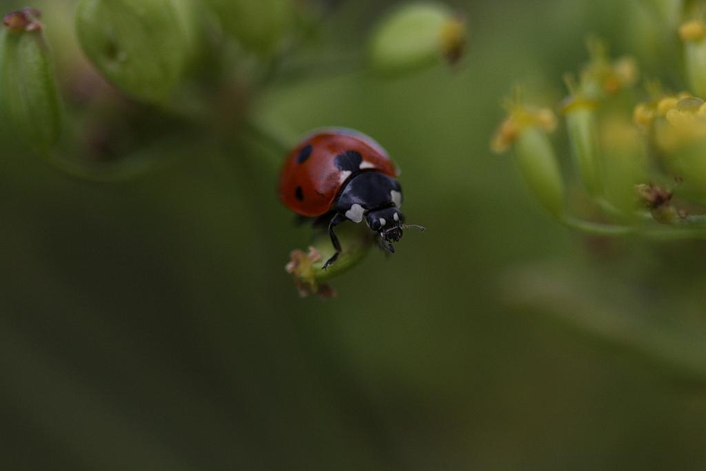 IMG_0610.JPG - Equilibriste et acrobate.