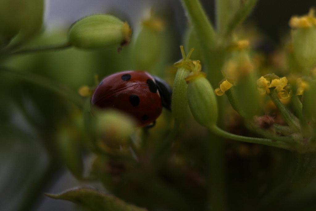 IMG_0617.JPG - Les pattes sont à l'arrière.
