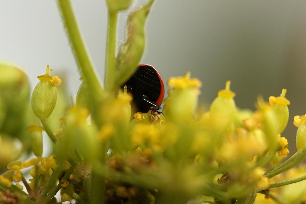 IMG_0622.JPG - Allez, au revoir et amitiés à vous tous ....Plein de bonheur.