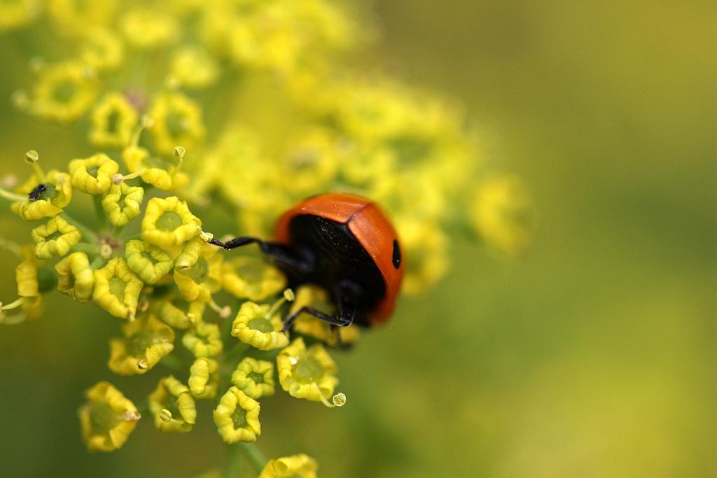 IMG_0646.JPG - Bon , ça va?