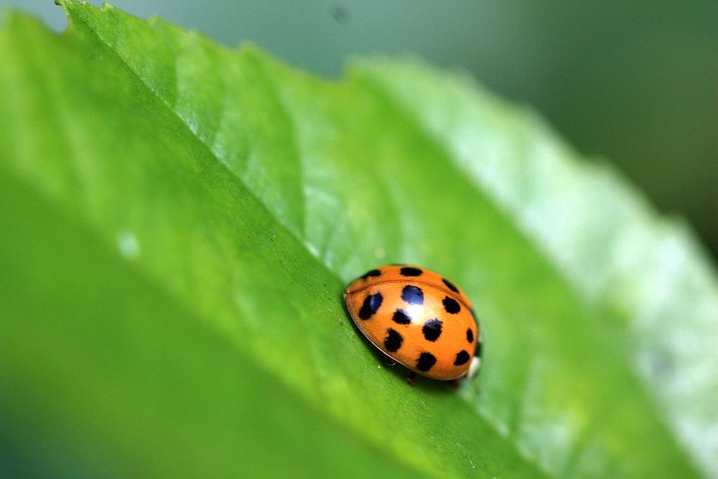 IMG_1149.JPG - Facétieuse , elle se cache et se dissimule.La tactique de la tortue.