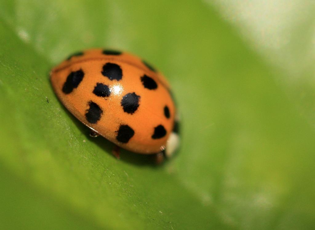 IMG_1151.JPG - Mais le photographe arme son canon.