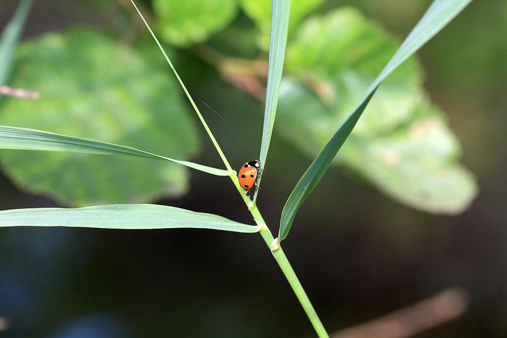 IMG_1178.JPG - L'animal Coccinelle est la première bestiole conçue par le créateur  génial, dont le nom signifie « insecte du peuple ».Etablie en 1807 par Pierre André Latreille,véritable bête à bon Dieu, elle est porte bonheur sur  demande du jardinier . Les anciens prédisaient du beau temps lorsque la coccinelle s'envolait.. Outil de propagande pour les régimes écologistes, elle devient remarquable dans le monde de l'insecte pour sa capacité à tuer du puceron. L'espèce la plus connue, Coccinella septempunctata, est rouge et possède sept points noirs sur les élytres. On trouve aussi des coccinelles à deux, cinq, sept, dix, quatorze, vingt-deux et même vingt-quatre points.Un constructeur, allemand, a l'idée d'affubler sa voiture de grande diffusion  de ce sobriquet pour garantir le client  en cas de  perte de ses  pôints de permis . C'est un succès mondial et surtout en Allemagne.