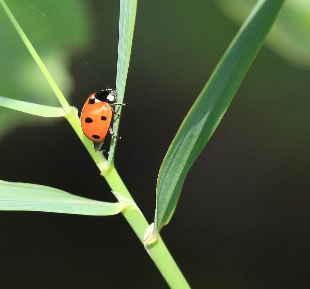 IMG_1179.JPG - Les coccinelles sont en vente dans les magasins spécialisés, en jardinerie, ou par correspondance . Généralement, les coccinelles sont expédiées par voie postale, dans une boîte. Le plus souvent, les coccinelles vendues sont encore au stade larvaire, ce qui évite qu'elles s'envolent, les adultes ayant des ailes.