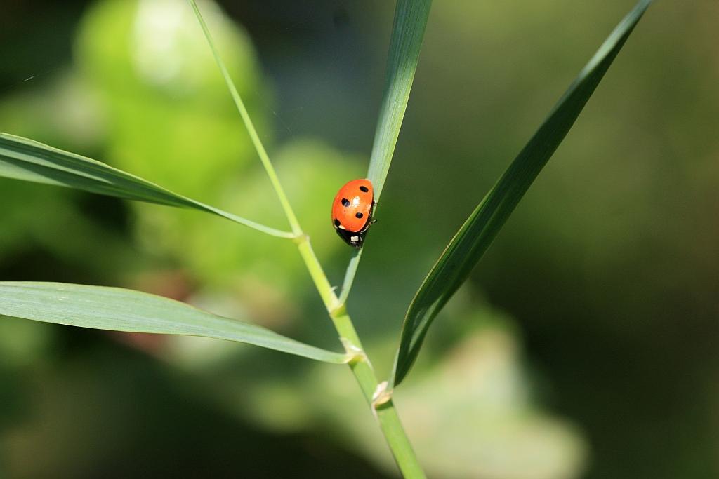 IMG_1180.JPG - Contrairement à une idée répandue, le nombre de points sur les élytres d'une coccinelle ne correspond pas au nombre de points sur le permis du créateur, ni en nombre d'années, ni en nombre de mois. Ce motif dépend exclusivement de l'espèce.