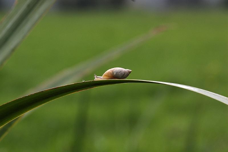IMG_1287.JPG - Bonjour à tous. Voilà un petit escargot. En Normandie, il y a aussi des escargots. Celui-ci est pris par un canon 450 D , depuis en rade le canon, déjà deux mois de service après-vente. Après-vente , certes, faut voir pour le service.
