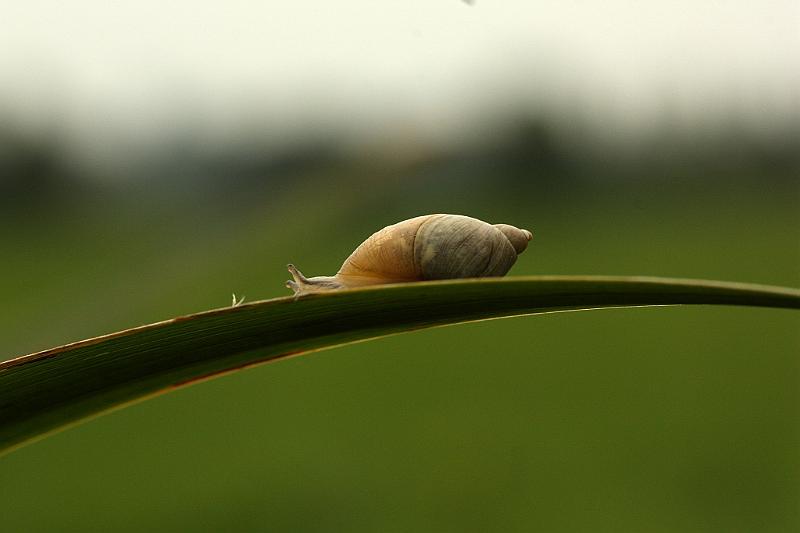 IMG_1288.JPG - L'escargot  va piano, Canon va mal. Admirez l'oeil furtif de la bestiole , bien plus vif que les collimateurs du basard numérique. Number 9, number9, cela ne vous rappelle rien.Remastorisé à l'automne. Sauf le canon , inremastorisable.L'escargot est plus rapide que l'autofocus.