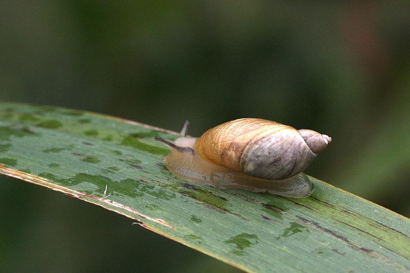 IMG_1289.JPG - L'oeil articulé, terrible. Alors le Canon 450 D, règle l'obturateur, l'ouverture, l'exposition, l'USM, le stabilisateur, l'effaceur de poussières ( merci photoshop), les collimateurs , les isos.Mais où il est  l'escargot ? Le Canon est garanti 5 ans pièces et main d'oeuvre, heureusemant , car sinon ils n'auraient pas  le temps de le réparer.