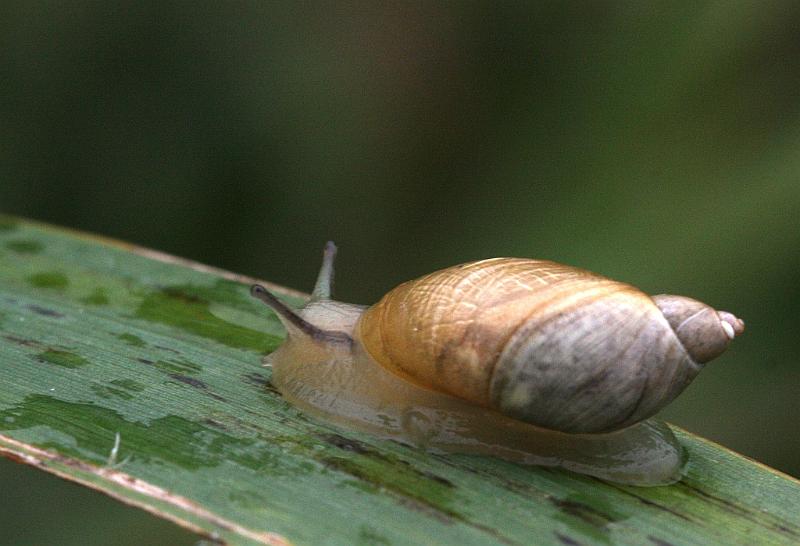 IMG_1290.JPG - Alors , un conseil, continuer à photographier les escargots. Pour le Canon, l'achat n'est pas nécessaire.Ils ne sont pas assez rapides pour ces bestioles.