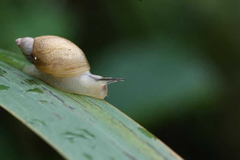 IMG_1294.JPG - L'escargot se marre. Le photographe avait un Canon 450D. Pas possible qu'il me mette en boite. Je suis tranquille .