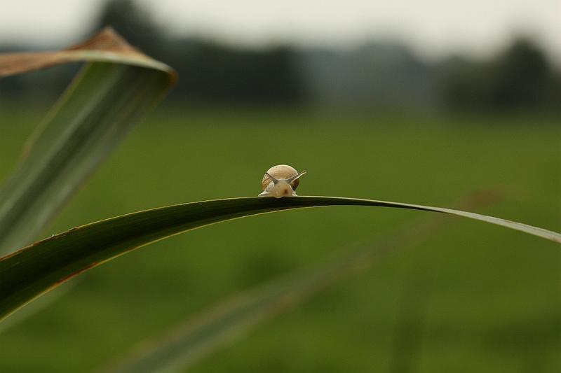IMG_1298.JPG - J'arme le Canon 450 D 100 macro USM F2.8,  je peux pas le rater. Ouf , je l'ai eu , j'ai eu peur qu'il ne bouge l'escargot. La PUB chez Canon : le seul appareil capable de prendre un escargot au galop.