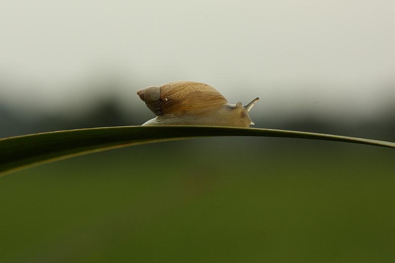 IMG_1299.JPG - Le monde est divisé en deux , ceux qui ont un Canon et les autres.Peuvent pas prendre les escargots , sont trop rapides , les voient jamais sur la photo. Mais la Canon est assez lent, assez mal foutu, le seul à être capable de prendre les escargots.
