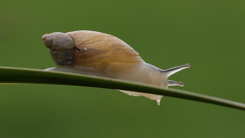 IMG_1301.JPG - Profitez du moment, c'est pas tous les jours facile de prendre des photos avec un canon. Le mien est au SAV depuis deux mois. Quand , je pense à tous les escargots que j'ai ratés.