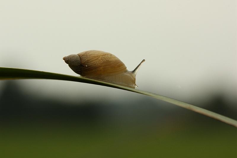 IMG_1303.JPG - Charmante peitie bète , le grigri de Canon.