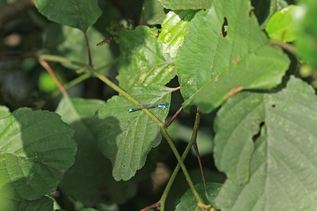 IMG_1019.JPG - A l'instar des serpents corails la couleur des anneaux détermine l'espèce.Beaucoup de Libellules ont des appellations imagées : "Lavandières", "Lavandières d'eau", "Diables", "Aiguilles du diable", "Petit cheval"; les Anglais parlent de Dragonfly pour les grandes Libellules et de Damselfly pour les Agrions; certaines formes disparaissent avec la disparition des milieux humides, d'autres s'installent suite à des années favorables (comme la canicule de l'été 2003)