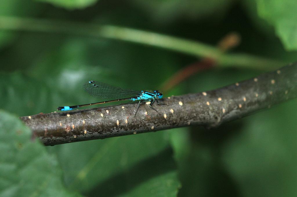 IMG_1025.JPG - Magique