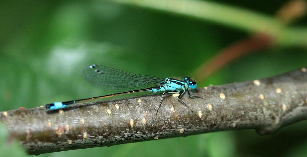 IMG_1028.JPG - Le diable habillé de bleu.Les Libellules sont donc des carnassières plusieurs années dans l'eau et quelques semaines (ou moins) dans l'air; leur beauté et leur élégance au stade adulte n'ont d'égal que leur férocité; mais cette beauté éphémère disparait lorsqu'on veut les conserver en boîtes de collection; il n'y a donc que la photo ou le dessin couleur qui peuvent pérenniser leur beauté !