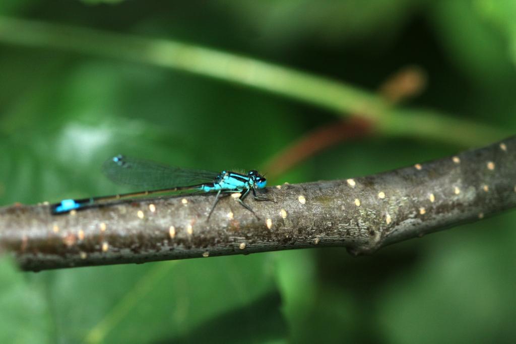 IMG_1037.JPG - A genou devant tant de beauté.important est l'utilisation des populations d'Odonates comme indicateurs de la qualité de l'environnement et en particulier des milieux humides : la disparition ou l'expansion de certaines espèces sont des signes de dégradation de notre environnement et de la disparition ou de l'appauvrissement de certains biotopes ...