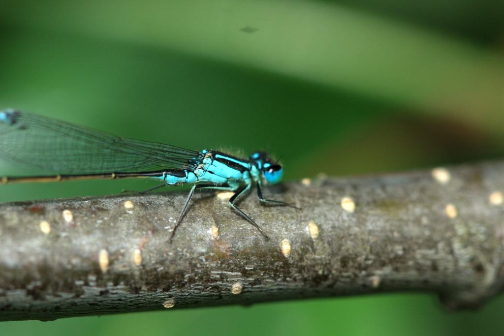 IMG_1042.JPG - Les photos sont un peu ratées, mais l'objet est si magnifique que je ne peux que le partager.