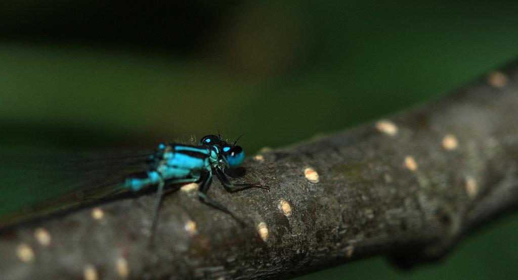 IMG_1044.JPG - Intrigante.