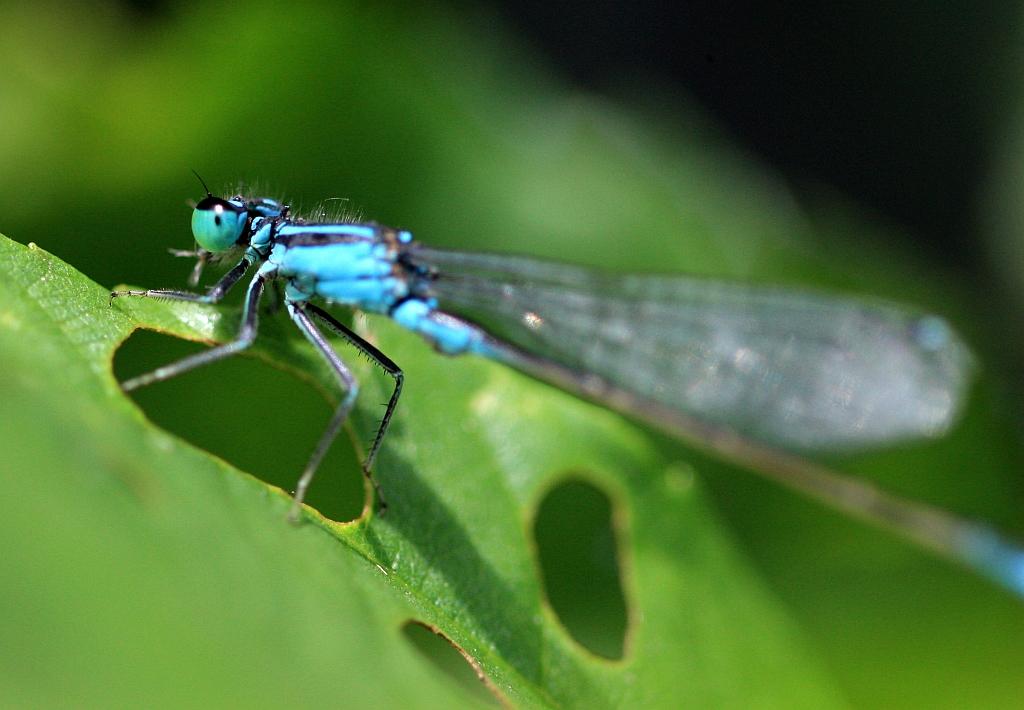 IMG_1074.JPG - I'm a dragonfly.