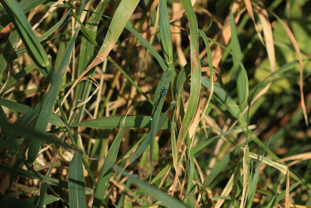 IMG_1176.JPG - D'un bleu à tomber.