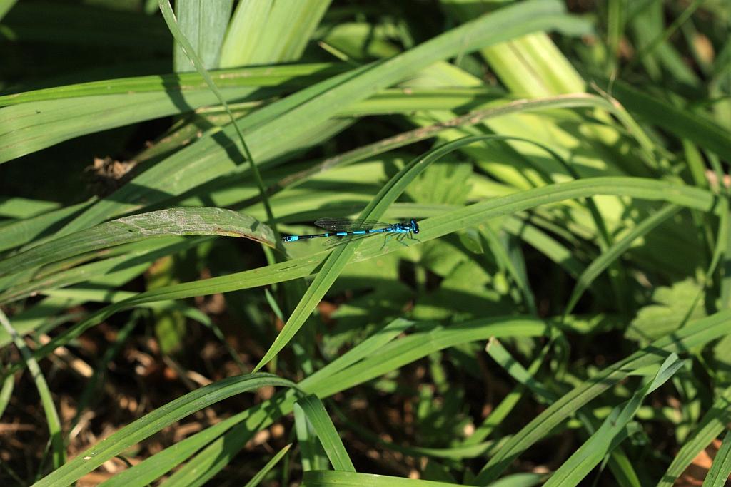 IMG_1201.JPG - Le trait commun ; elles sont magnifiques.