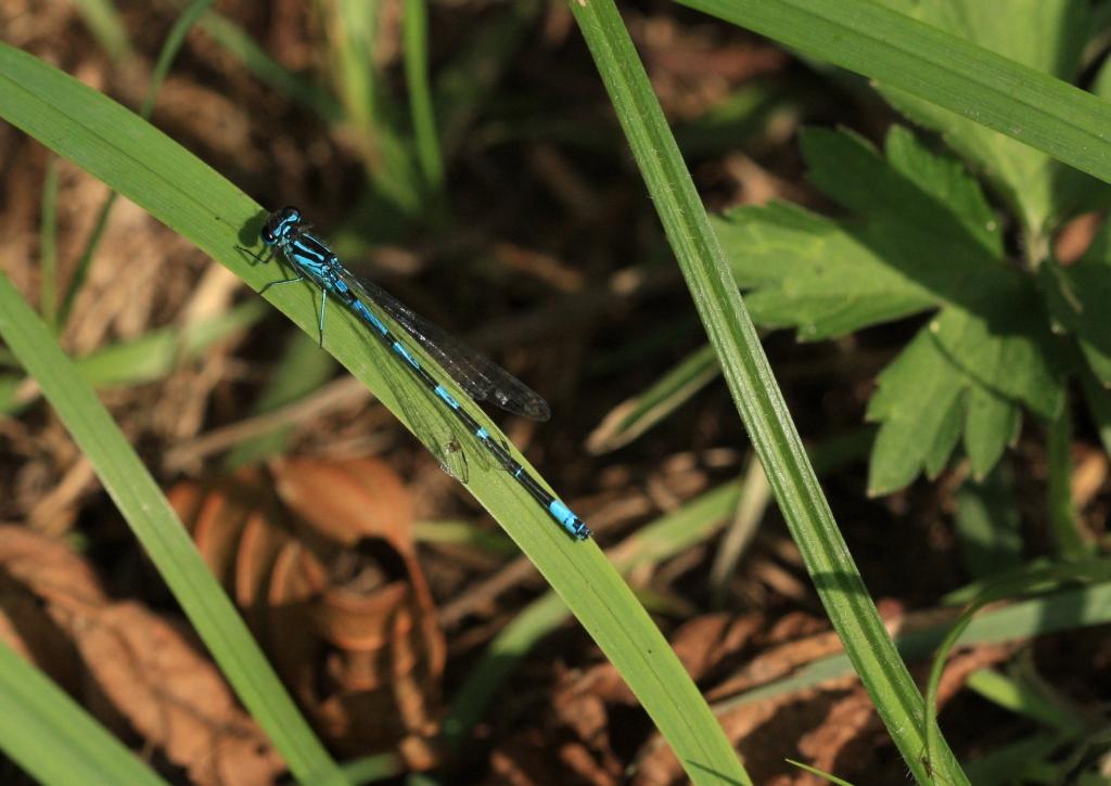 IMG_1207.JPG - Coenagrion mercuriale