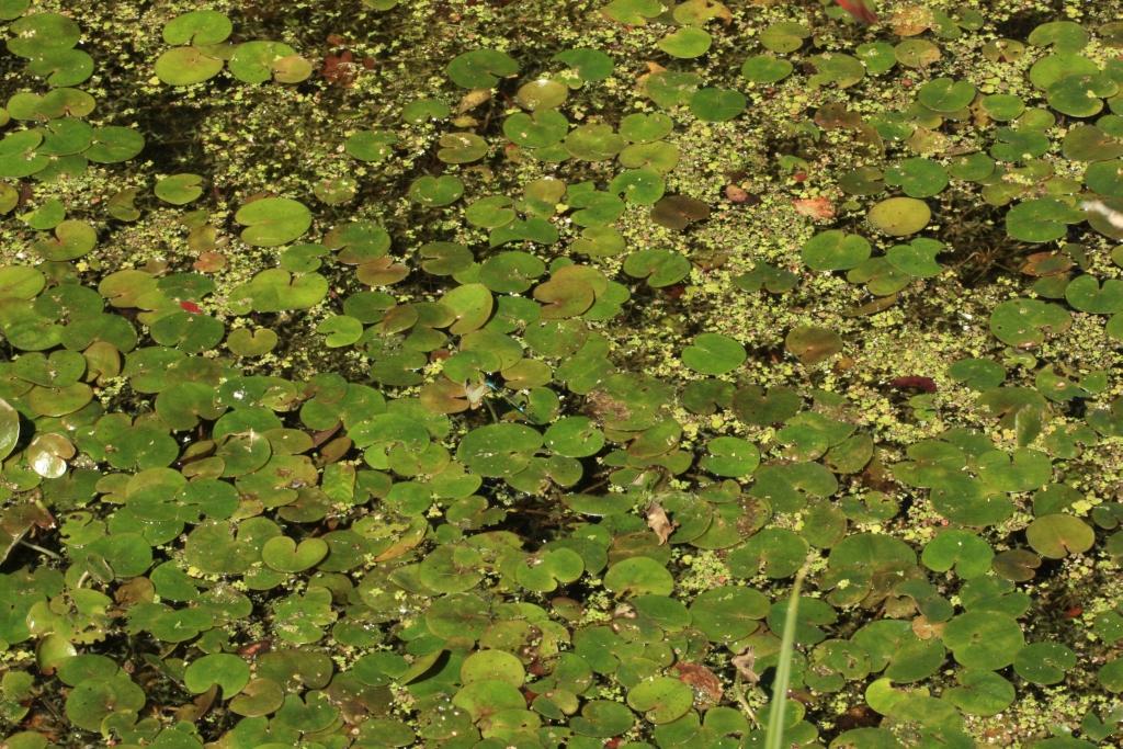 IMG_2733.JPG - ODONATOPTERES ou ODONATES dites "libellules". Elles comprennent environ 3000 espèces mondiales qui sont bien adaptées au prédatisme car toutes sont carnivores au stade adulte et capturent et dévorent leurs proies souvent en vol : les bleues sont les plus jolies et les plus farouches