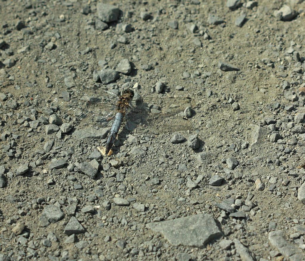 IMG_2458.JPG - De quel odonate s'agit-il