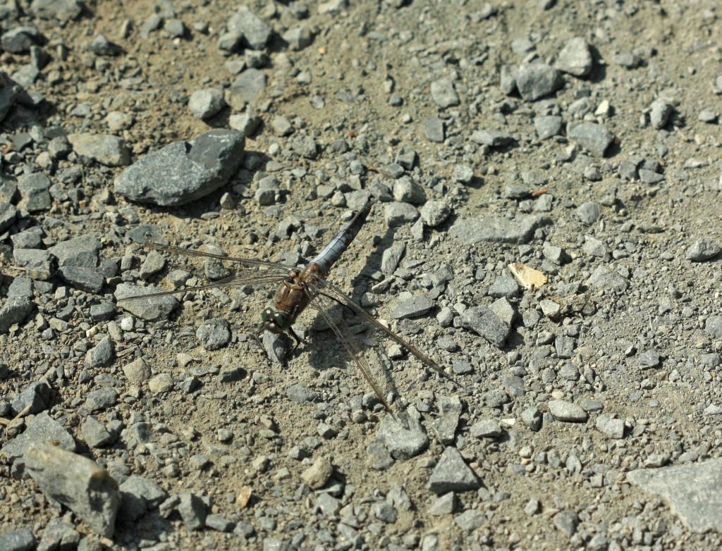 IMG_2459.JPG - Vieux mâle (longtemps posé à terre) d'Orthetrum cancellatum dont la pruinosité bleue recouvre tout l'abdomen .