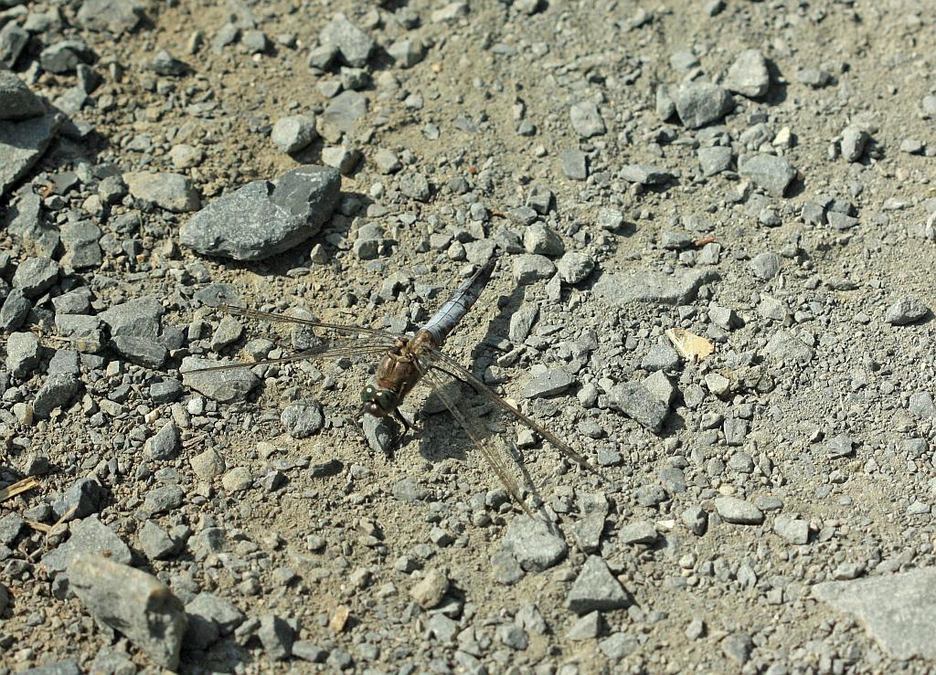 IMG_2460.JPG - Long de 5 centimètres, l'Orthétrum réticulé (Orthetrum cancellatum) est un anisoptère de taille moyenne. Les mâles se reconnaissent facilement à leur abdomen gris-bleu dont l'extrémité est plus sombre et à leurs ailes transparentes, sans marques noires à la base (contrairement à la Libellule fauve). La pruinosité bleutée laisse apercevoir la coloration jaune de l'abdomen sur les côtés. Les jeunes femelles sont jaunâtres puis adoptent une coloration plus terne, beige puis brun (parfois foncé), avec des marques noires longitudinales sur l'abdomen. Les yeux sont gris-vert et le bord antérieur des ailes est jaune. Les ptérostigmas sont noirs et fins. Les femelles possèdent une lame vulvaire.