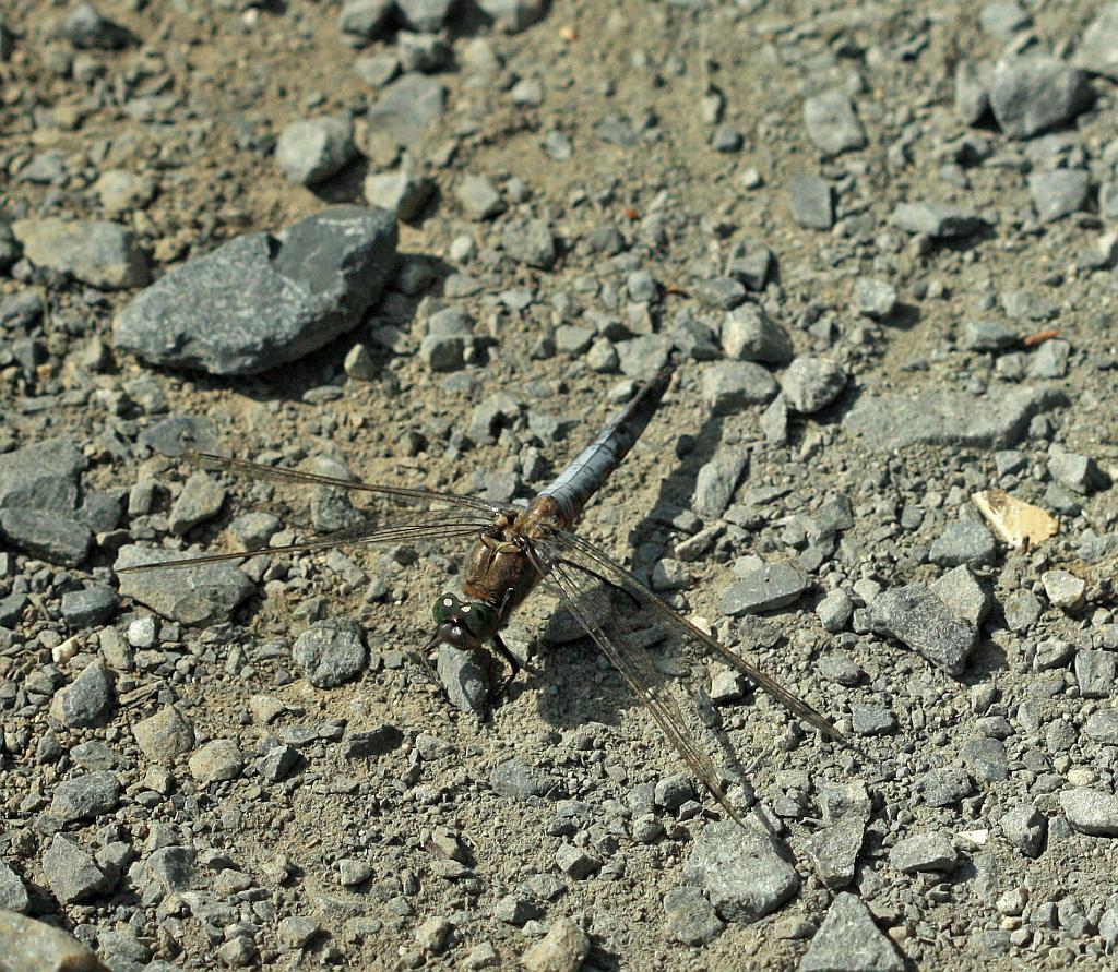 IMG_2461.JPG - Elles se confondent avec le sol.