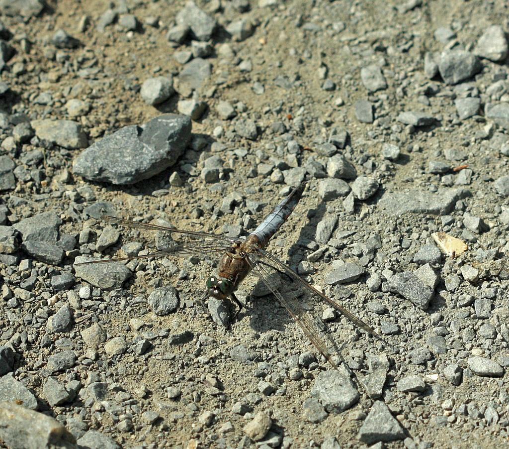 IMG_2462.JPG - Odonate-copter.