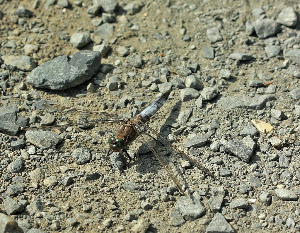 IMG_2472.JPG - les orthétrums aiment se poser au sol. S'ils sont dérangés, les orthétrums peuvent s'envoler assez haut et se percher dans les arbres mais ils sont le plus souvent observés volant au ras de l'eau ou de la végétation rivulaire. Orthetrum cancellatum est surtout observé du milieu à la fin de l'été.