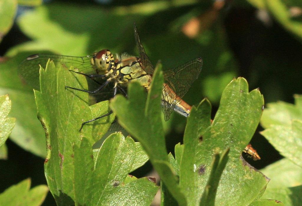 IMG_1159.JPG - Peut-être.