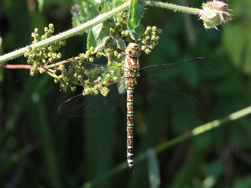 IMG_3563.JPG - Aeschna cyanea t mâle : un des plus grands Anisoptères de France avec l'"Anax Empereur"