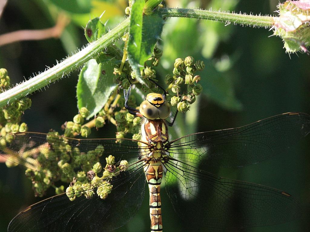 IMG_3564.JPG - Bravo, vous aviez trouvé.