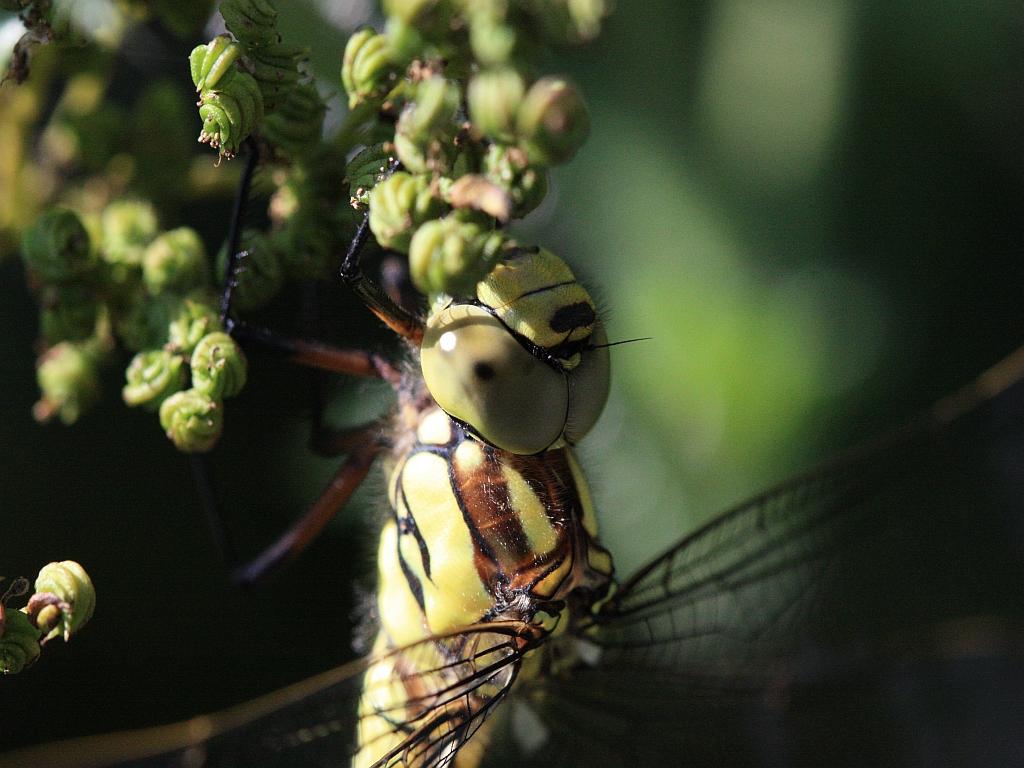 IMG_3586.JPG - Je plaisante.