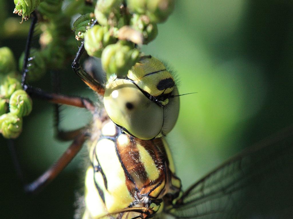 IMG_3588.JPG - C'est très joli.