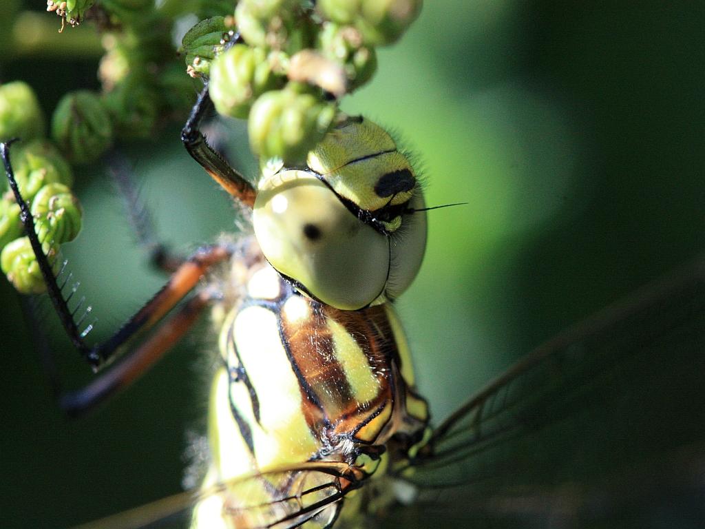 IMG_3593.JPG - Innofensif.