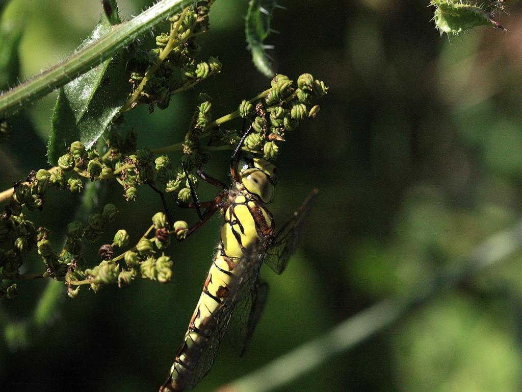 IMG_3595.JPG - Magnifique.